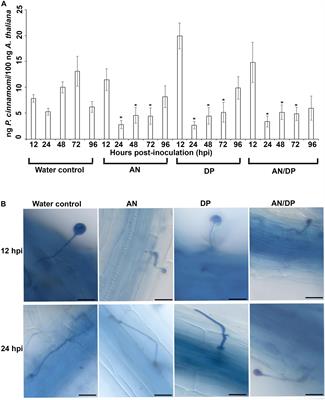 Phaeophyceaean (Brown Algal) Extracts Activate Plant Defense Systems in Arabidopsis thaliana Challenged With Phytophthora cinnamomi